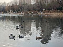 -前关湿地公园