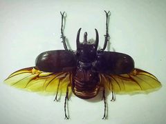 -上海昆虫博物馆