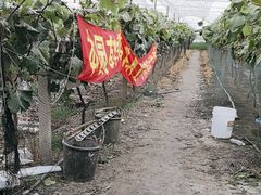 -马陆小张葡萄园农家乐