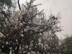 -玉树公园
