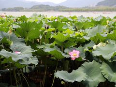 -湖畔居茶楼(湖滨店)
