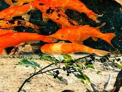 -泉州海丝野生动物世界