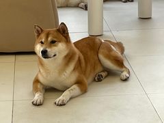 -怪兽屋·羊驼·猫咖·狗咖(俊华广场店)