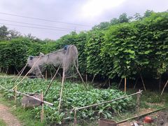 -大眼强五杯鹅·桑拿鸡煲