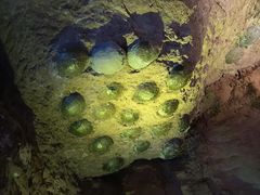 -中国西峡恐龙遗迹园