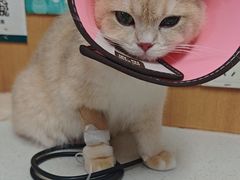 -联合动物医院(光谷诊疗中心)