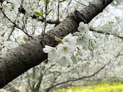 -苏州上方山国家森林公园
