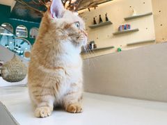 -飞行喵MR PILOT|猫舍·猫咖(静安大融城店)