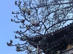 -真庆观