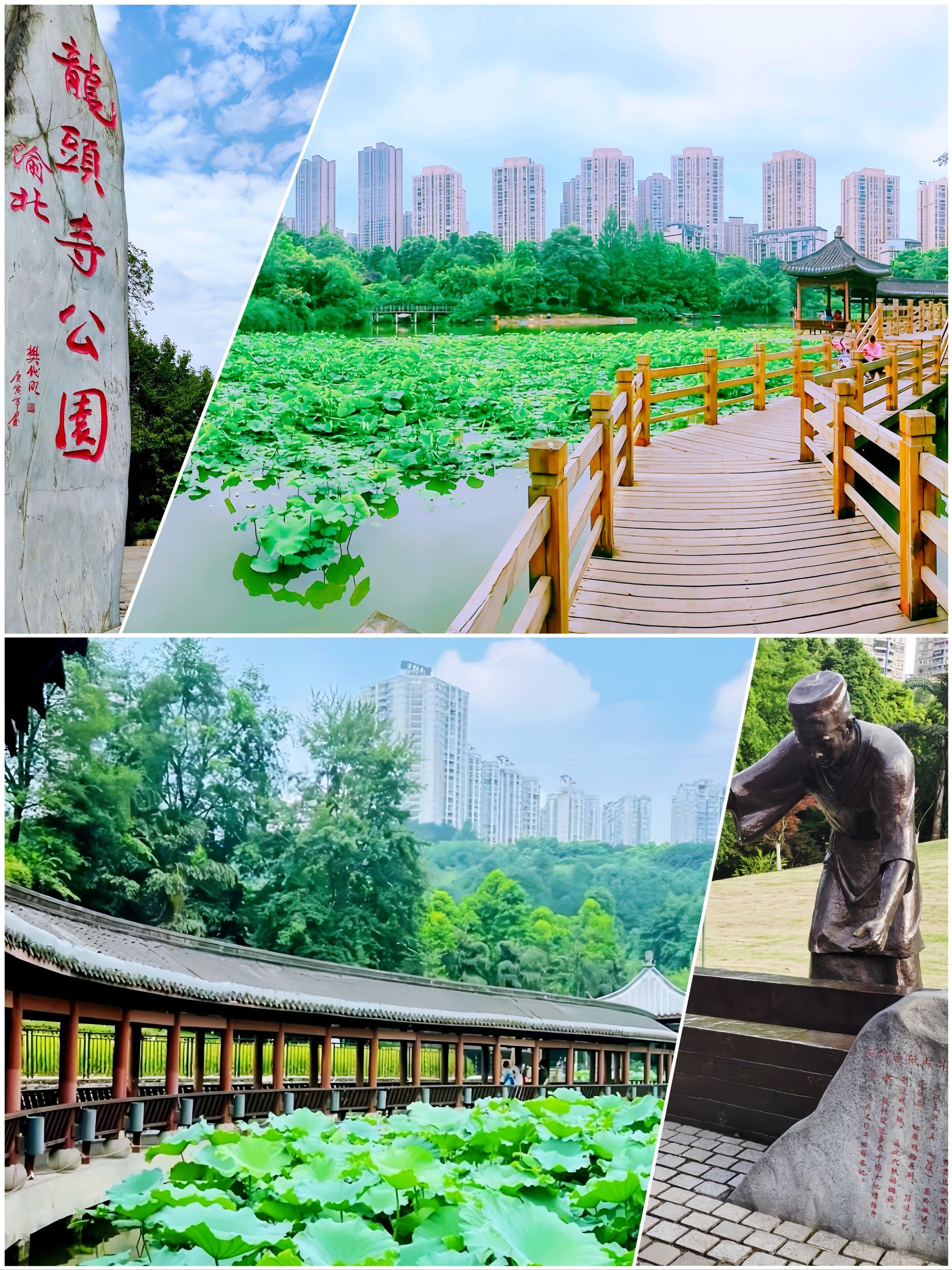 城市公园图鉴|龙头寺公园的荷花快到花期94