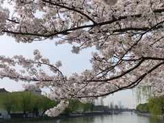 -高东镇樱花园