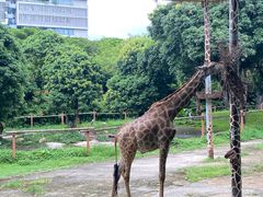 -深圳野生动物园