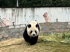 -上海野生动物园