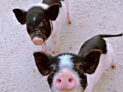 -前小桔亲子创意农场·草莓采摘·露营烧烤