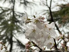 -武汉大学-樱园