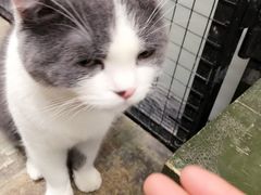 -猫咪博物馆(顶澳仔猫街店)