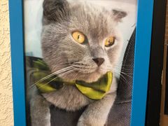 -猫友咖啡店(玉林西路店)