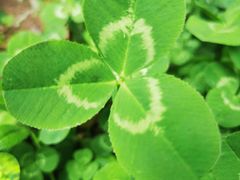 -莲池书院博物馆