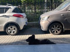 -纳吉亚猫专科动物诊疗中心(蒋宅口分院)