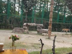 -上海野生动物园老虎餐厅