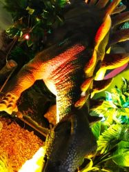 -恐龙探索乐园(磁器口店)