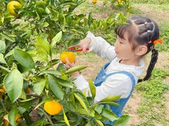-前小桔亲子创意农场·草莓采摘·露营烧烤