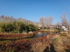 -才村湿地公园