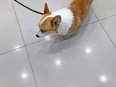 -子乐宠物医院