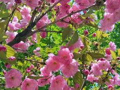 -长白岛森林公园