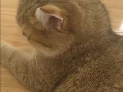 -联合动物医院(光谷诊疗中心)