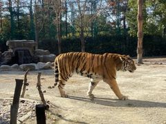 -上海野生动物园老虎餐厅