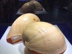 -贝壳王国博物馆
