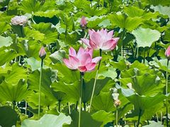 -莲花池公园