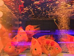 -中环花鸟鱼虫市场