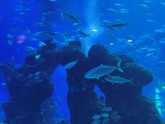 -成都浩海立方海洋公园