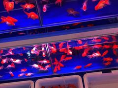 -宝鸡东道花鸟鱼虫市场(吉利花园商场店)