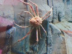 -迪拜水族馆及水下动物园