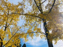 -三里屯东五街银杏大道