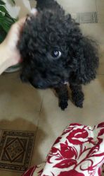 店长的狗狗-杉惠素颜美妆皮肤管理中心