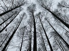 -上海滨江森林公园