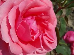 -同銮特种养殖场·龙虾垂钓