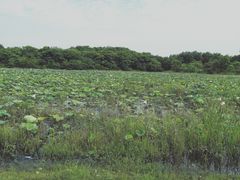 -盘龙城国家考古遗址公园