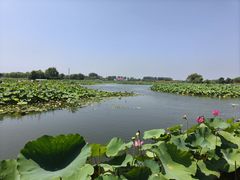 -白洋淀风景区