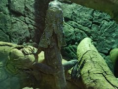 -广州长隆飞鸟乐园