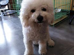 -美联众合宠物医院·爱萌分院·内外科·猫科中心