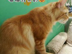 -藏猫猫咖啡主题馆(中央大道店)