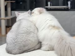 -御宝贝·A梦猫科宠物医院(国际猫友好医院)