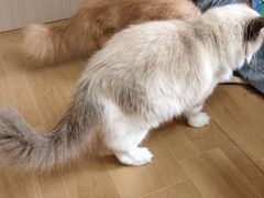 -唐小姐の私宠·宠物洗护美容·撸猫馆·购宠(周浦万达旗舰店)