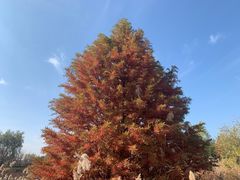 -羊亭河湿地公园