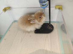 -怪兽屋·羊驼·猫咖·狗咖(俊华广场店)